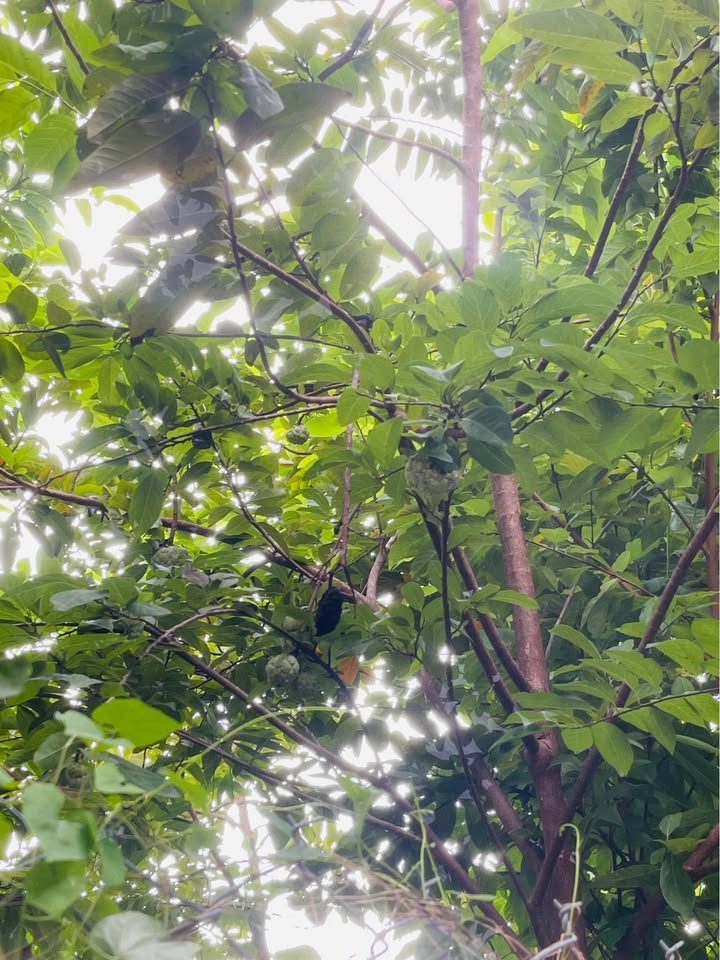 Đất nền Như Xuân, Nha Trang 610m² giá 3.66 tỷ - Cơ hội đầu tư tuyệt vời!