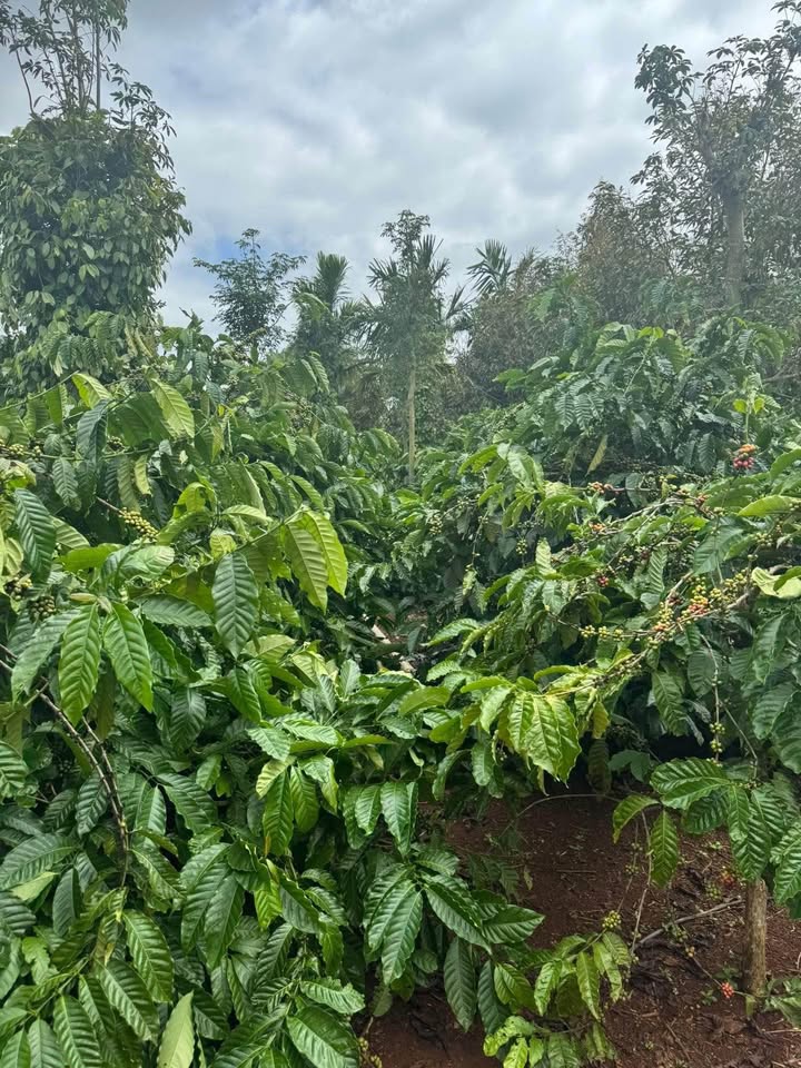 Đất thổ cư Phú Xuân, Krông Năng 750m² giá 6.375 tỷ - Đầu tư sinh lời tốt!