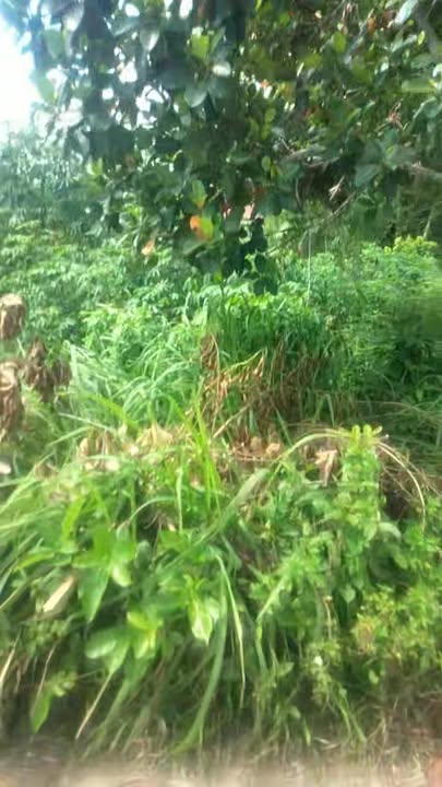 Đất ở Quế Long, Quế Sơn 290m² giá 1 tỷ - Đầu tư sinh lời ngay!