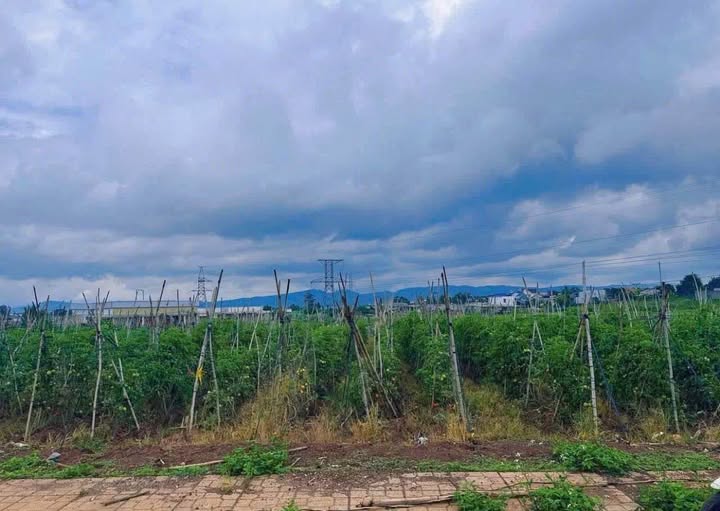 Đất thổ cư Phú Hội, Đức Trọng 150m² giá 900 triệu - Tiềm năng đầu tư lớn!