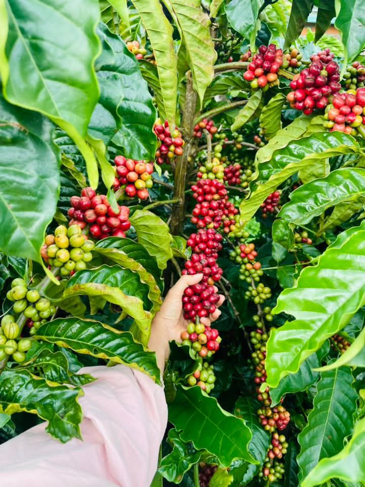 Đất nền Quảng Thành 2412m² giá chỉ 600 triệu - Cơ hội đầu tư tuyệt vời!