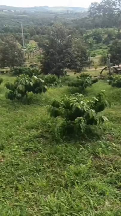 Đất nông nghiệp Thọ Sơn Bù Đăng 18500m² giá 2.5 tỷ - Đầy đủ cây trồng, sẵn sàng phát triển!