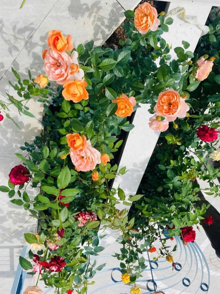 Đất nền Đà Lạt 120m² giá 1.5 tỷ - Đường ô tô vào tận nơi!