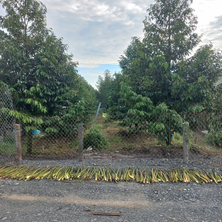 Đất vườn sầu riêng 6.8 công tại Thanh Mỹ, giá 4.624 tỷ - Thương lượng nhẹ