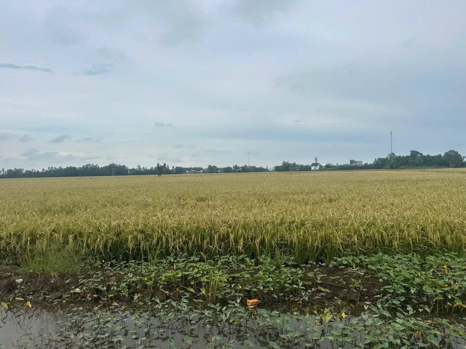 Đất nông nghiệp 90.000m² tại xã Tân Công Sính, huyện Tam Nông - Giá chỉ 2.125 tỷ VND!