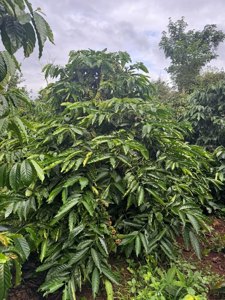 Đất đỏ 1ha Cư Klông, Krông Năng giá 2.75 tỷ - Kinh doanh cà phê tuyệt vời!