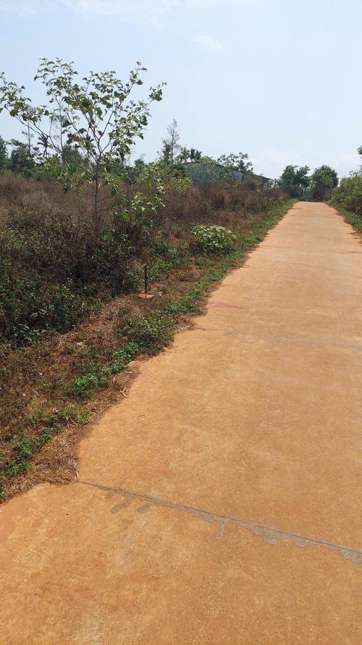 Đất thổ cư Tâng Mai - Buôn Hồ 125m² giá 412 triệu - Đường bê tông, chính chủ!