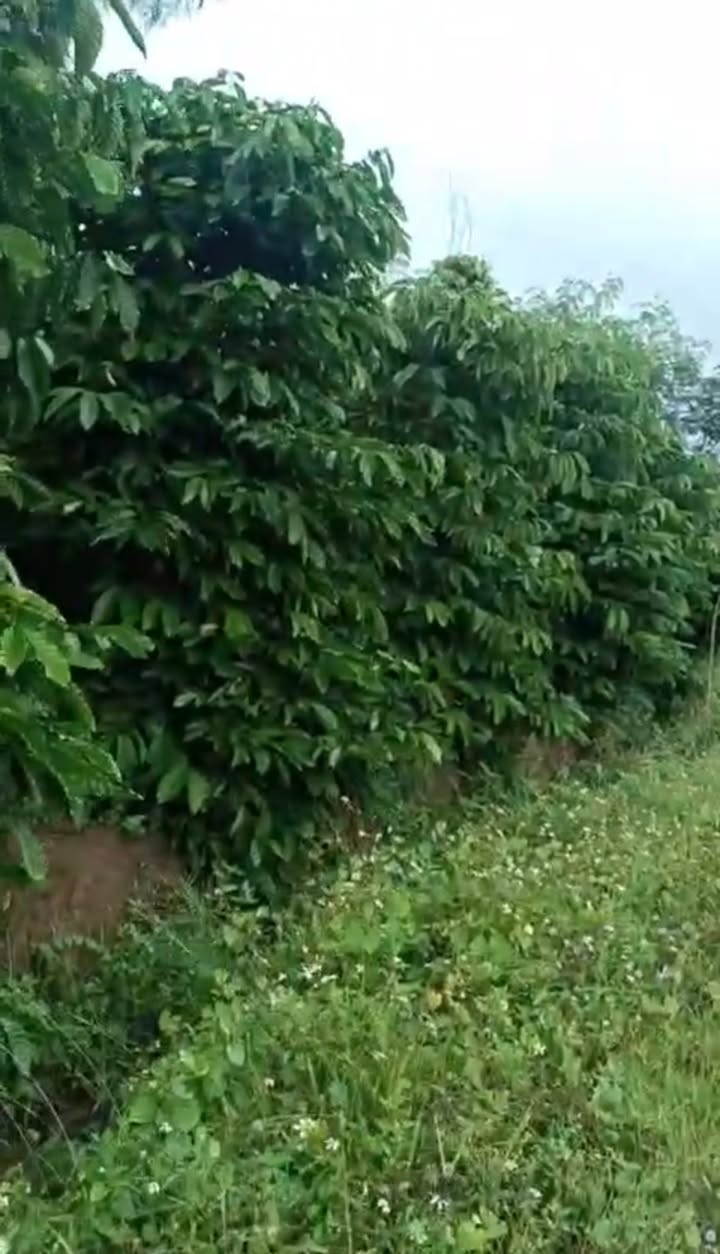 Vườn cà phê Kinh doanh 1.4ha tại Xuân Phú - Sẵn sàng thu lời ngay!