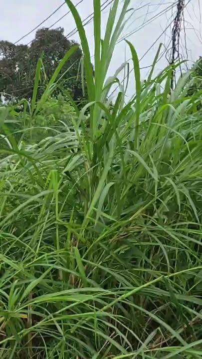 Đất nền 2 mặt tiền Quốc lộ 26, Ea Kar, Đắk Lắk 356.25m² - Đầu tư sinh lời ngay!