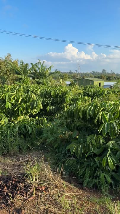 Farm cà phê 1,4ha tại xã Xuân Phú giá 3 tỷ - Đầy đủ tiện nghi, gần trung tâm!