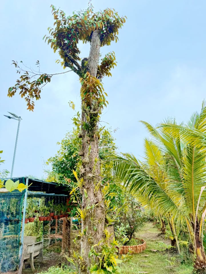 Đất nền Sỏi Đỏ Dầu Tiếng 550m² giá 699 triệu - Tiện ích phong phú