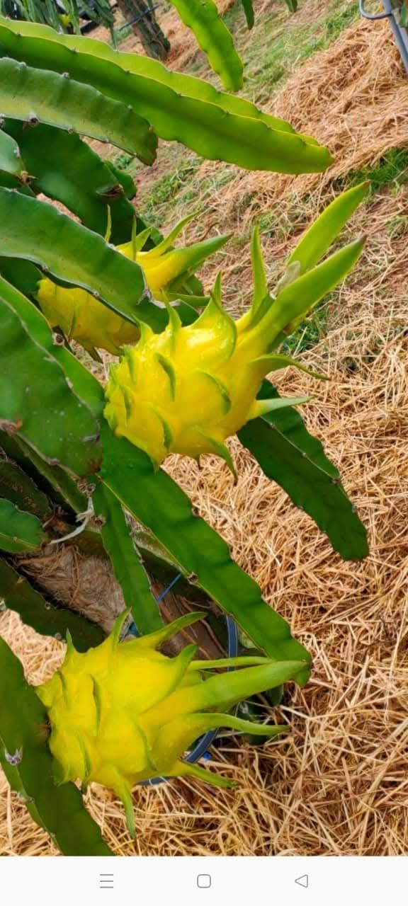 Đất thổ cư Hàm Đức 3600m² giá 1.4 tỷ - Cơ hội đầu tư vàng!