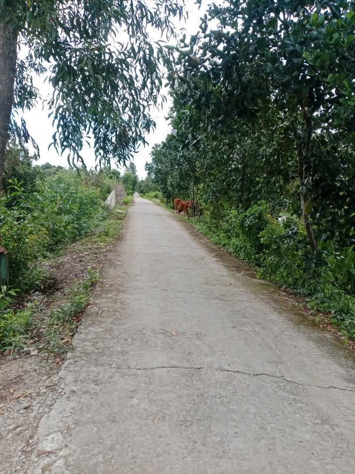 Đất vườn 80.000m² đường HN2, xã Phú Lợi, giá 2 tỷ - Cơ hội đầu tư hấp dẫn!