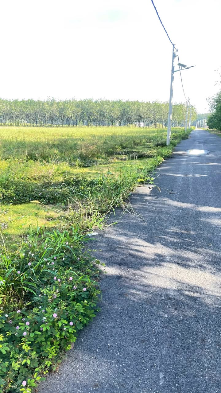 Đất nền Chánh Phú Hòa Bến Cát 210m² giá 1.2 tỷ - Sổ đỏ chính chủ sẵn sàng giao dịch!