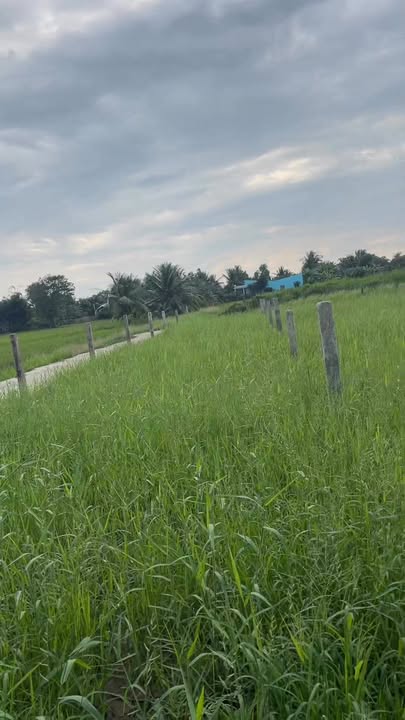 Đất thổ cư Tân Phước, Cai Lậy, Tiền Giang 150m² giá 350 triệu - Đường thông xe hơi!