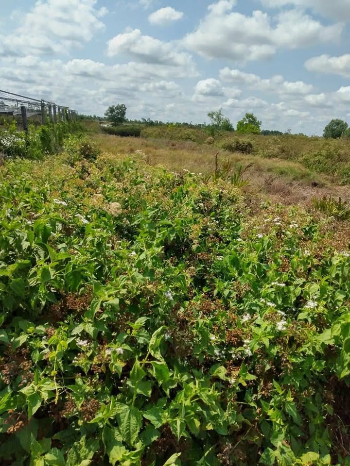 Đất chính chủ ấp 12, xã Phong Thạnh Tây B 1037m² chỉ 6.224 tỷ - Cơ hội đầu tư tuyệt vời!