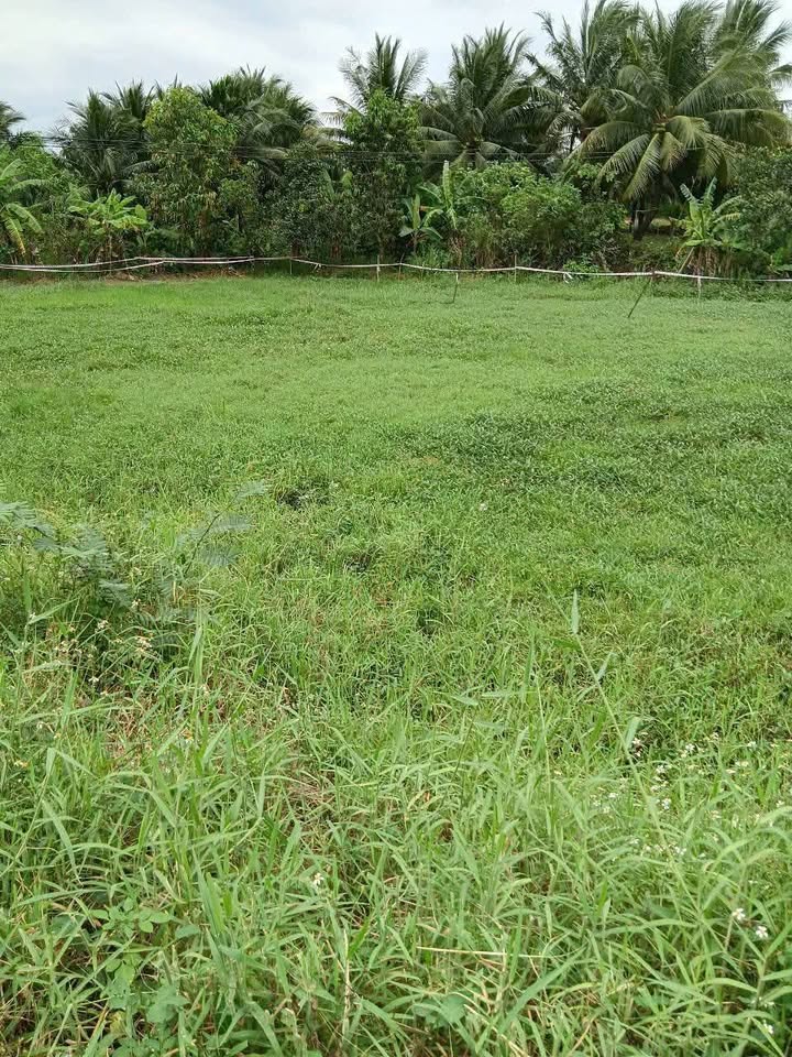 Đất nông nghiệp 1233m² tại thôn 4, xã Bắc Ninh Hòa - Giá chỉ 300 triệu!