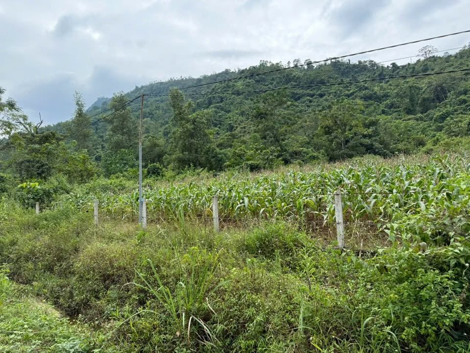 Bán đất 5 lô tại Hồ Cót, Tú Lý, Đà Bắc - Giá từ 700 triệu/lô