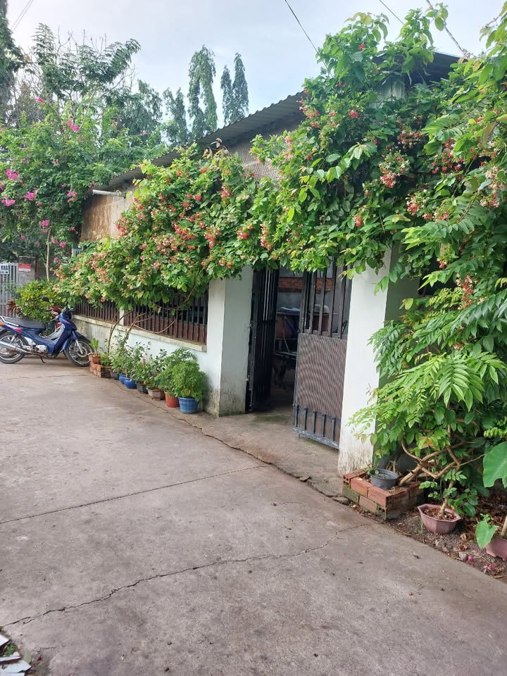 Nhà cấp 4 Tân Phú Trung, Củ Chi 325m² giá 1.9 tỷ - Dân cư đông đúc, xe hơi vào tận nơi!