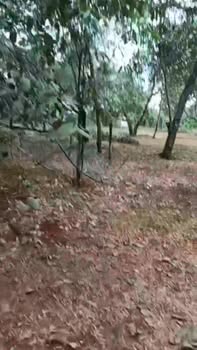 Đất nông nghiệp Nghĩa Bình Bù Đăng 15,000m² giá 2.6 tỷ - Pháp lý rõ ràng, đầu tư sinh lời!