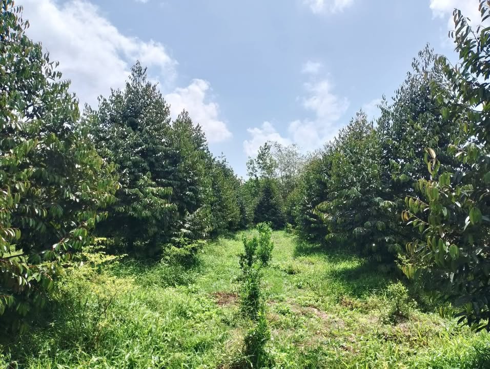 Đất Farm Sầu Riêng 9 Công Tại Bình Hàng Tây - Giá 3.69 Tỷ, Thương Lượng