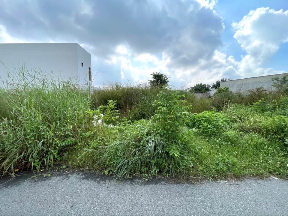 Đất nền Tân Thông Hội, Củ Chi 125m² - Sổ hồng riêng, pháp lý rõ ràng!