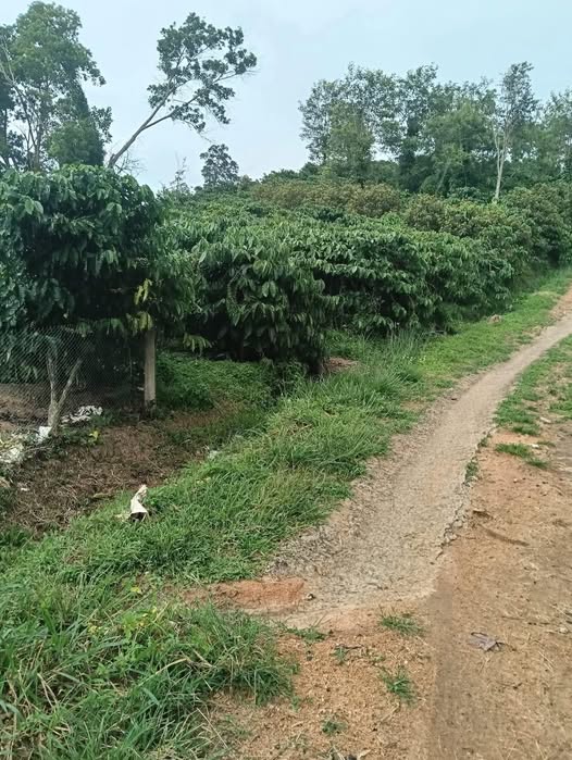 Đất nền thôn Phúc Hợp, Lâm Hà 18.000m² giá 1.4 tỷ - Đầu tư sinh lời lý tưởng!