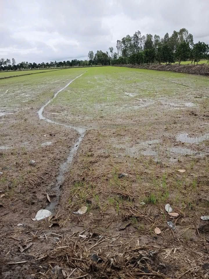 Đất ruộng 3 công tại xã Ba Sao, Đồng Tháp giá 600 triệu - Cơ hội đầu tư hấp dẫn!