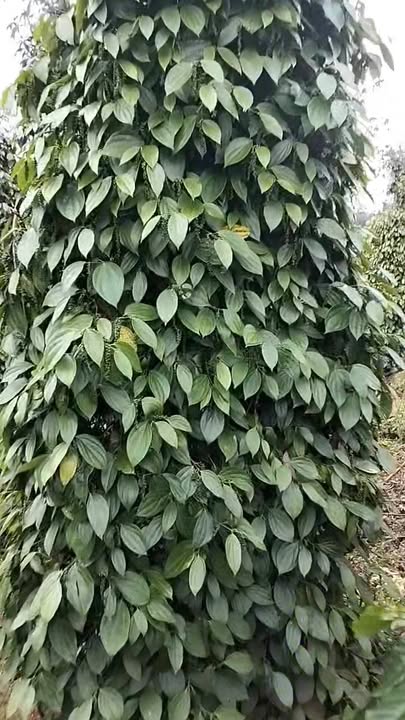 Đất nông nghiệp thôn 10, xã Nâm N'Jang, Đắk Song 2,3ha giá 3,65 tỷ - Tiềm năng sinh lời cao!