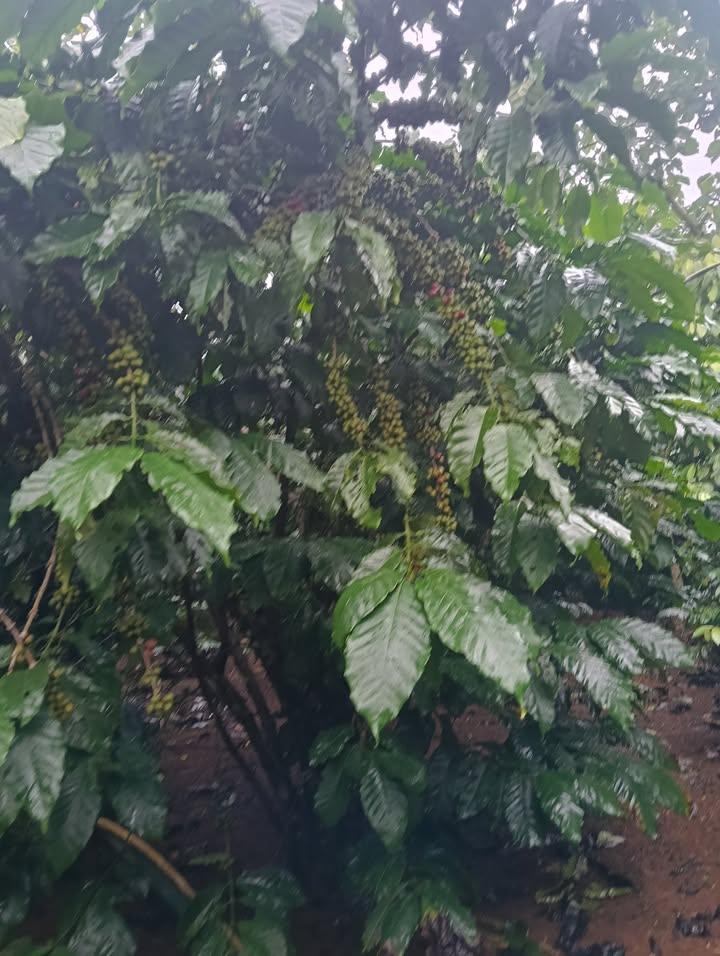 Đất nền thôn 2 Lộc Phú 18,000m² giá 2.5 tỷ - Sổ đỏ chính chủ, đầu tư sinh lời!