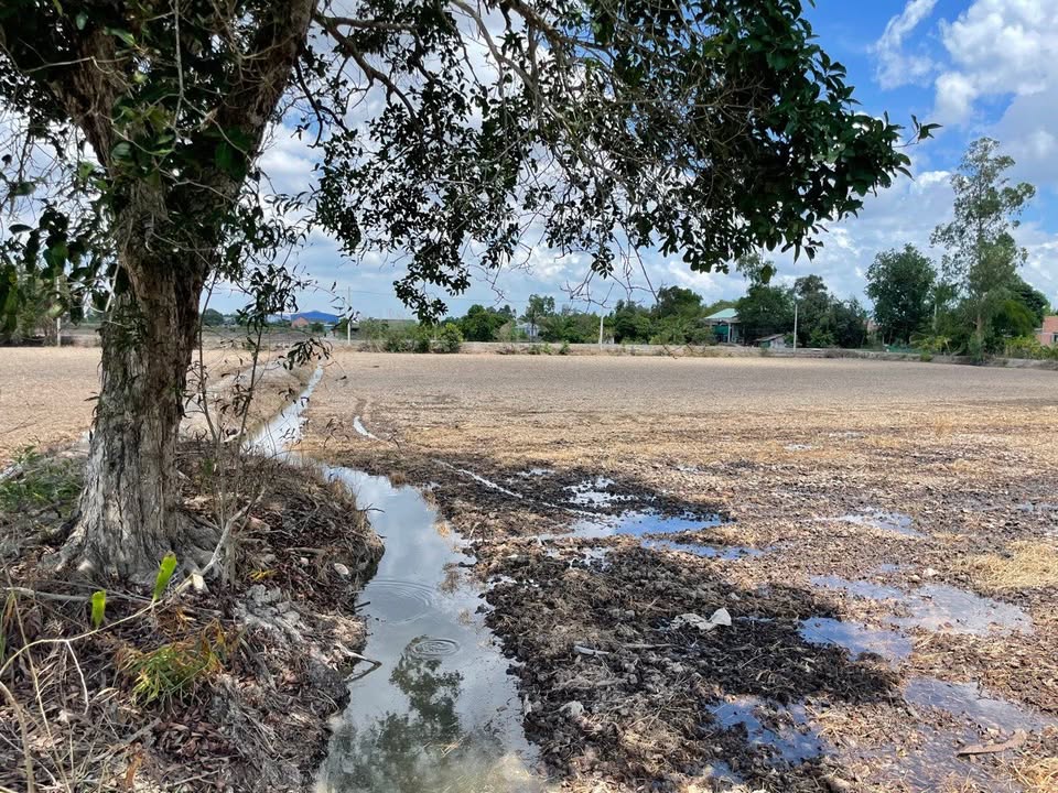 Đất Farm 1,7ha mặt tiền sông Vàm Cỏ Tây, Tân Đông, Thạnh Hóa - Đầu tư sinh lời hấp dẫn!