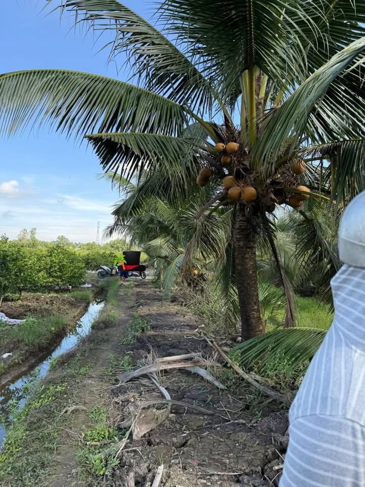 Đất vườn Lương Hòa Bến Lức 1000m² giá 650 triệu - Đường ô tô tới nơi!