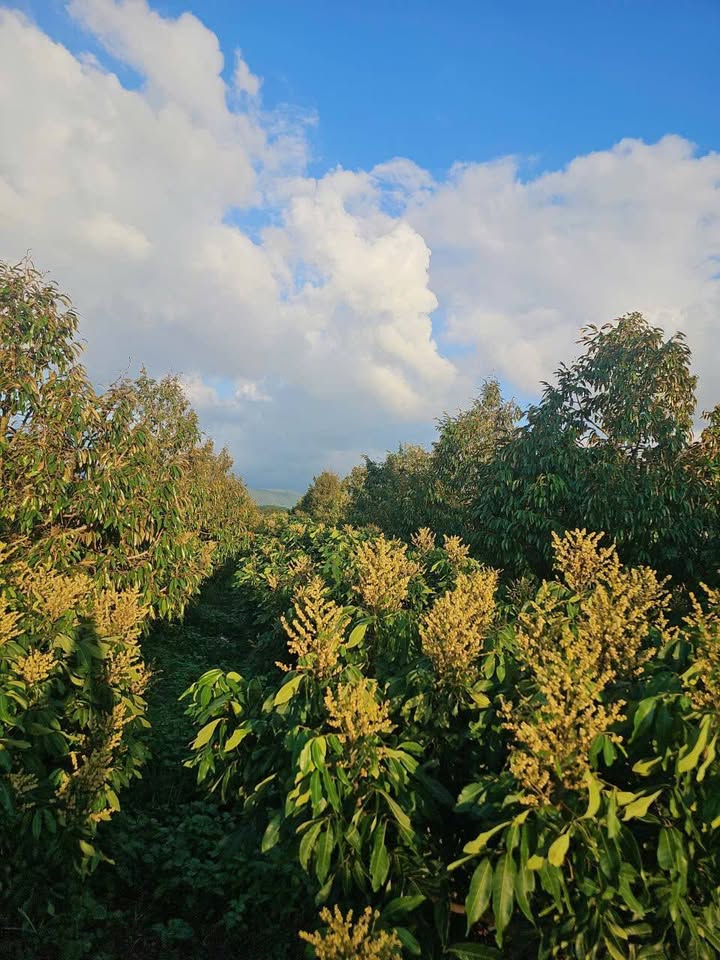 Farm 3.2ha tại Ea Pal, Đắk Lắk giá 5 tỷ - Đầu tư sinh lời ngay!