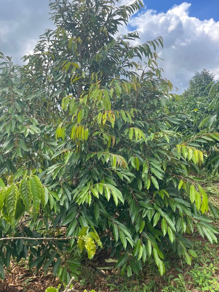 Đất rẫy Ea Sin, Krông Búk 5000m² giá 1.5 tỷ - Mặt đường bê tông ô tô vào tận nơi!