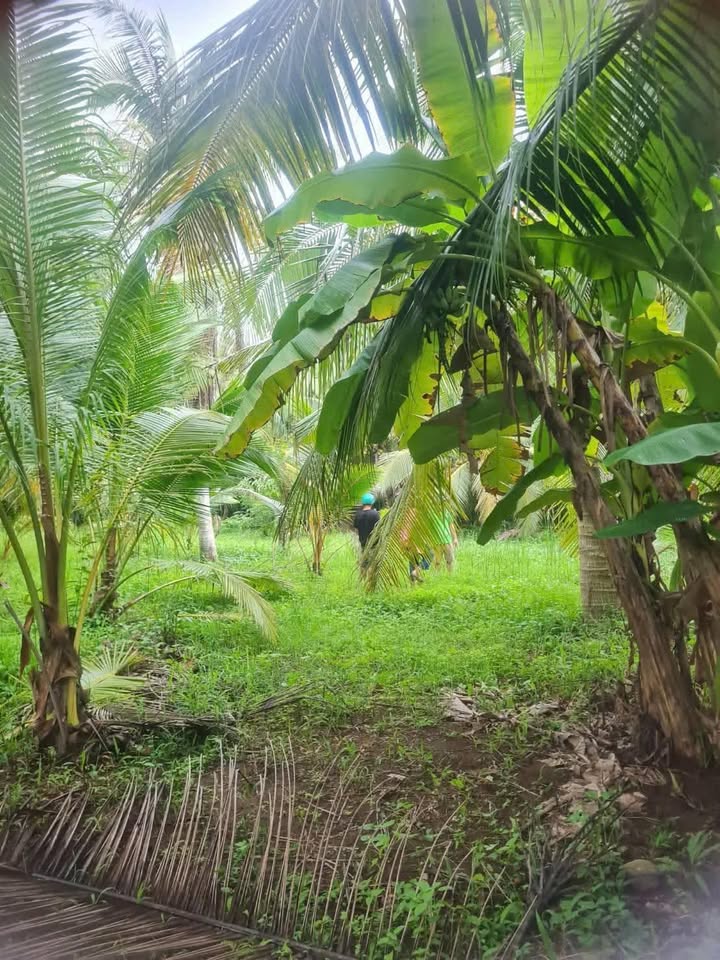 Đất vườn dừa 4 công Lương Phú, Giồng Trôm - Giá chỉ 2 tỷ, đầu tư sinh lời!