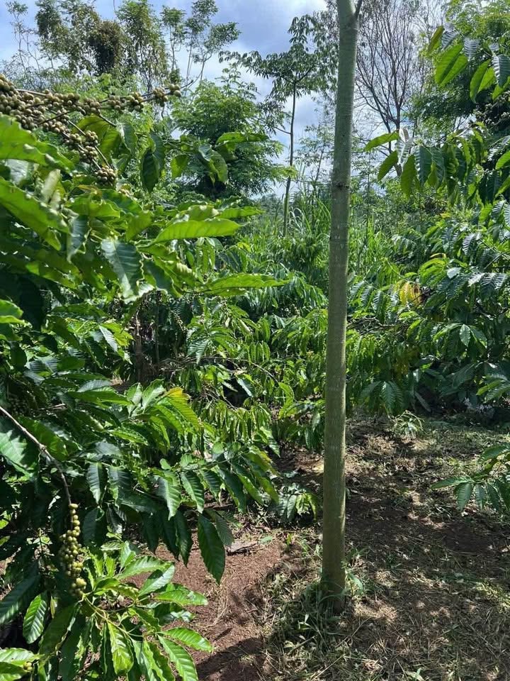 Đất nền Ea Kao - 7200m² giá chỉ 1 tỷ - Đầu tư sinh lời hấp dẫn!