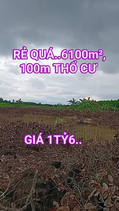 Đất nền 6100m² tại xã Phú Hòa, Đồng Nai - Giá chỉ 1.6 tỷ, vị trí đẹp!