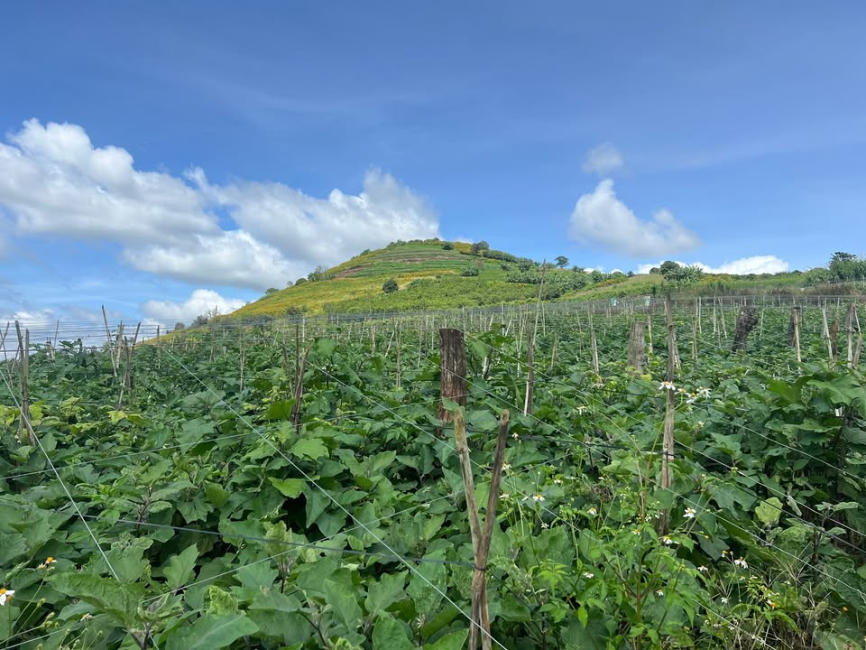 Đất nền Tân Hội, Đức Trọng 19000m² giá 1.3 tỷ - Tiềm năng đầu tư lớn!