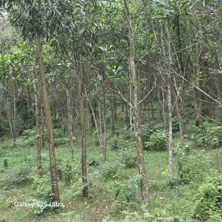 Đất nông nghiệp Yên Lập Phú Thọ 35.000m² giá 300 triệu - Tiềm năng phát triển cao!