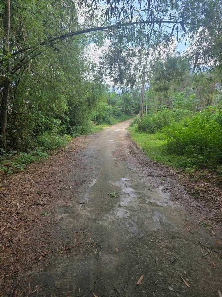 Đất rừng sản xuất Đạo Trù Tam Đảo 2.8ha giá chỉ 302 triệu - Cơ hội đầu tư tuyệt vời!