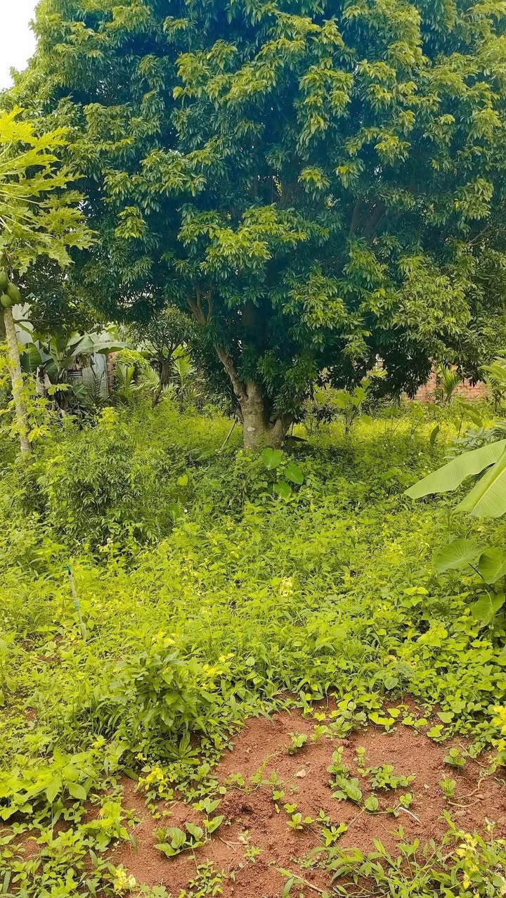 Đất Hẻm 103 Y Ni KSơr BMT 105m² giá 2.45 tỷ - Đầu tư sinh lời tuyệt vời!