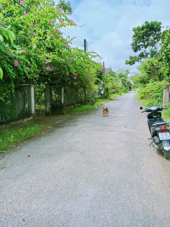 Đất thổ cư ấp Cây Xoài, Trà Vinh 196m² giá 147 triệu - Tiềm năng tăng giá cao!