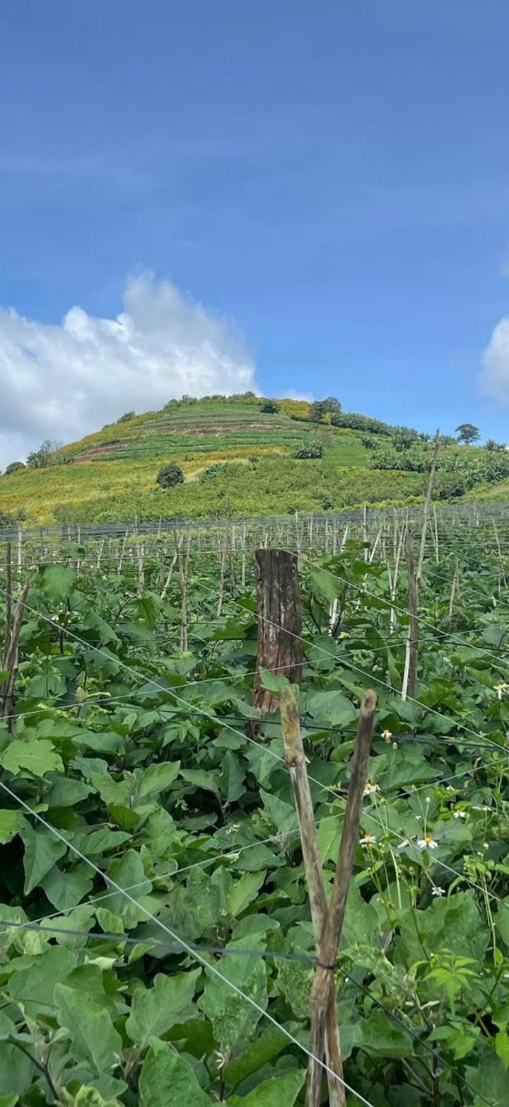 Đất nền Tân Hội, Đức Trọng 19,000m² - View núi và hồ Đại Ninh, giá thỏa thuận!