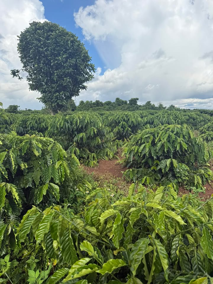 Đất nền 1ha tại Đạ Đờn, Lâm Hà - Giá chỉ 4.25 tỷ, cơ hội đầu tư tuyệt vời!