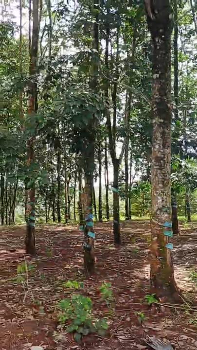 Farm 10.000m² tại Nghĩa Bình, Bù Đăng giá 1.75 tỷ - Đầu tư lý tưởng!