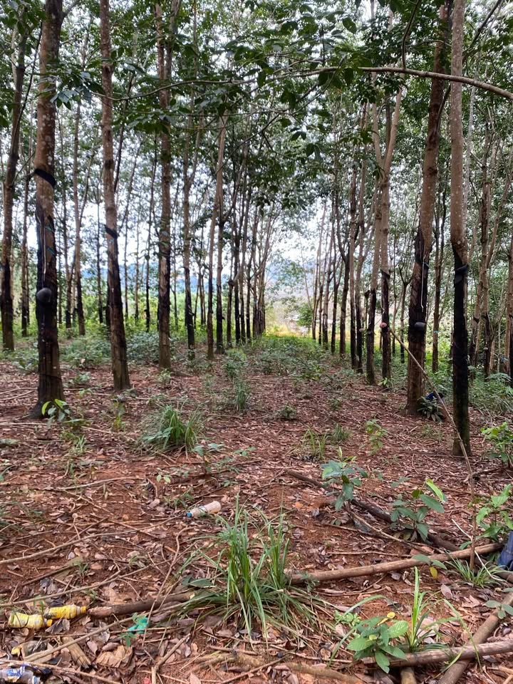 Farm 1,9ha tại Thọ Sơn, Bù Đăng, giá 4 tỷ - Cơ hội đầu tư hấp dẫn!