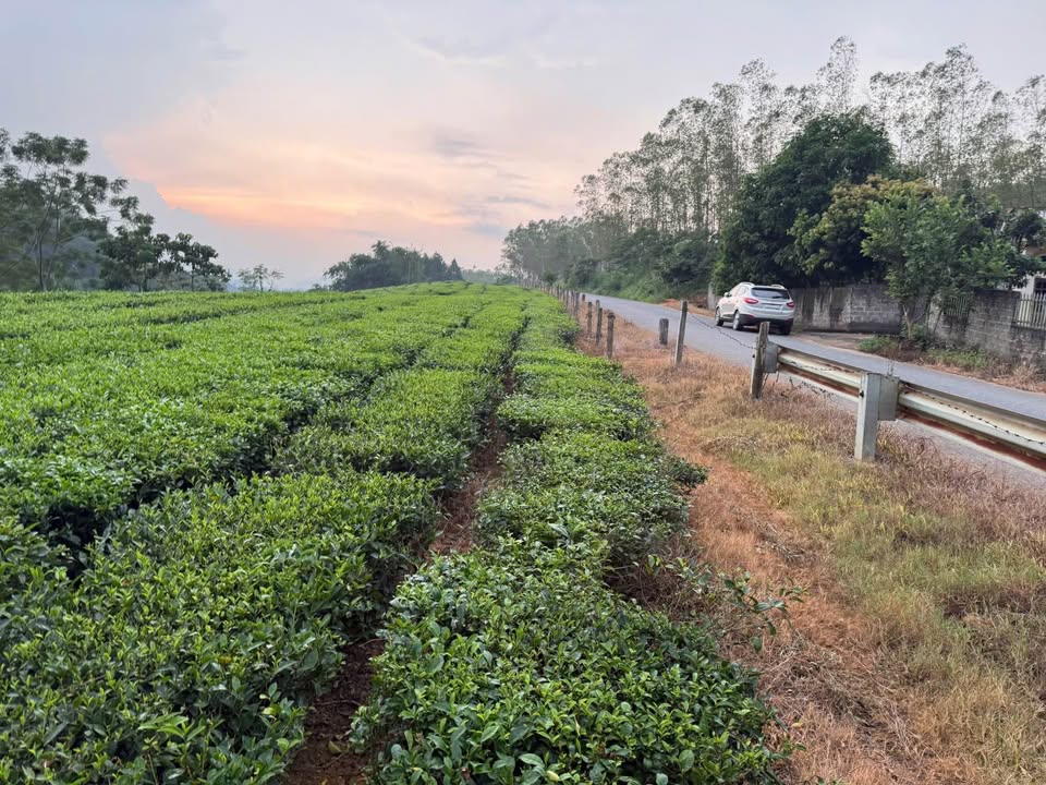 Đất nông nghiệp Minh Đài, Tân Sơn 5000m² giá 800 triệu - View sông Bứa tuyệt đẹp!