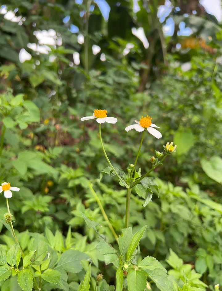 Đất nền C1 khu dân cư Thiên Lộc, Cần Thơ 96.3m² giá 2.3 tỷ - Vị trí đắc địa ngay trường mầm non