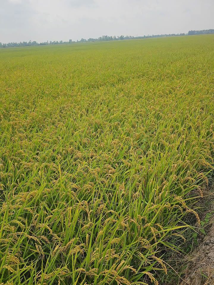 Đất nông nghiệp 280.000m² tại Lương An Trà, Tri Tôn - Giá 33.6 tỷ VND, đầu tư sinh lời!