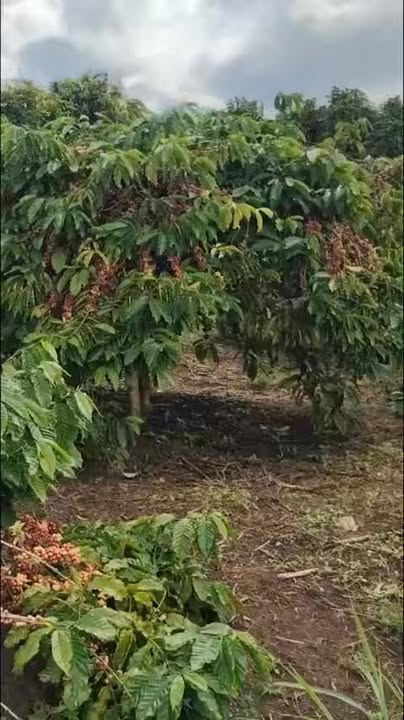 Đất nền Đắk Gằn 7,2 sào chỉ 250 triệu - Mặt tiền đường bê tông, ô tô vào tận nơi!